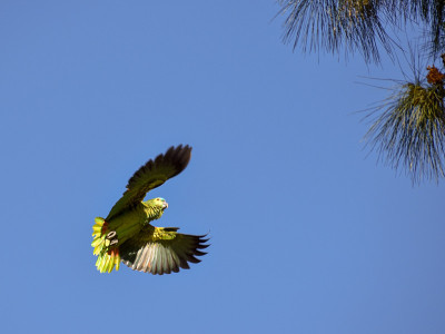 在野外飞行的绿松石头亚马逊(Amazona aestiva)