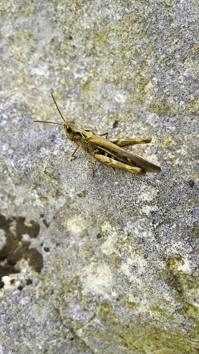 昆虫被隔离在石头上。