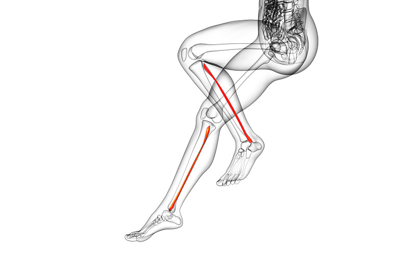 腓骨的3d渲染图