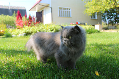 一只波斯猫在绿草地上散步