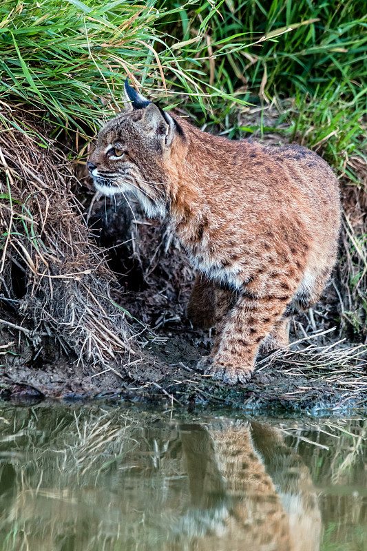 山猫狩猎