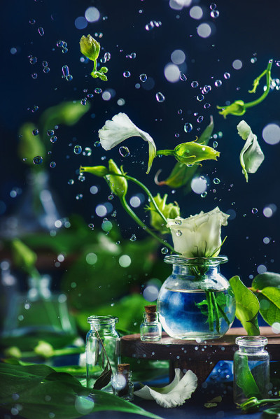 动作静物与玻璃花瓶中的白花和水滴