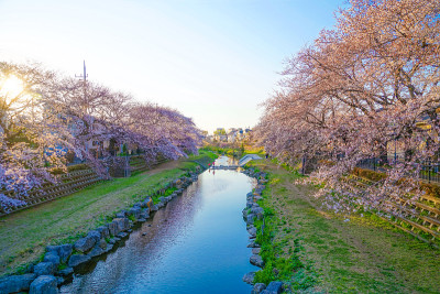 春野川(东京Chofu)