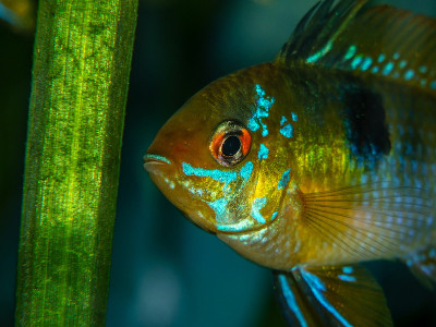 水族馆中的微食管拉米雷齐