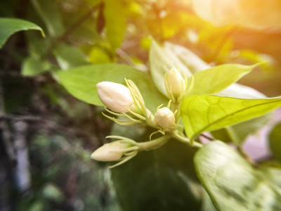白芽茉莉花在自然花园中绽放