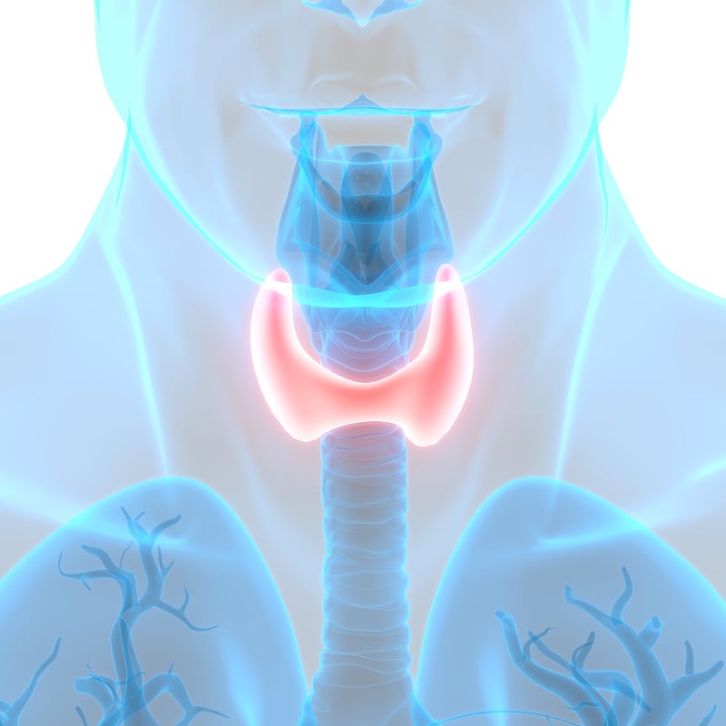 人体腺体甲状腺解剖学