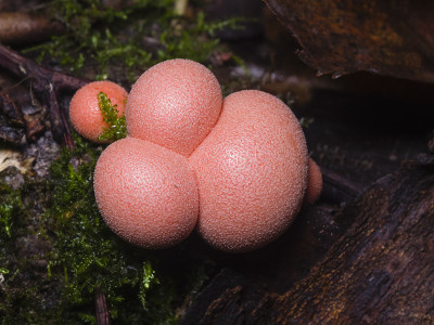 狼乳、羊驼、黏菌宏观、选择性聚焦、浅自由度