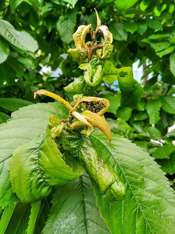 樱桃树蚜虫，寄生虫病