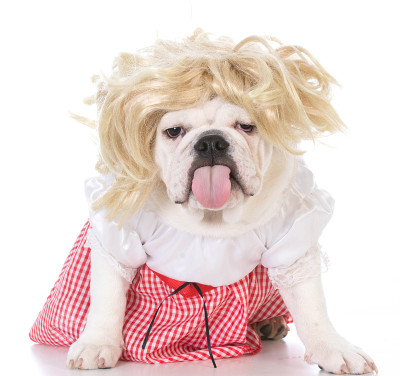 女性牛头犬