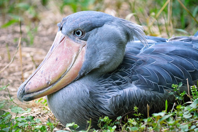 Shoebill