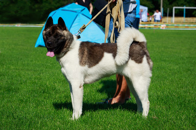 犬种美国秋田犬