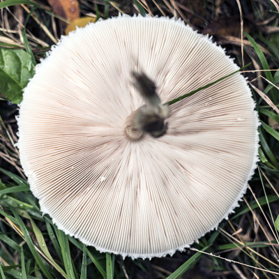 香菇