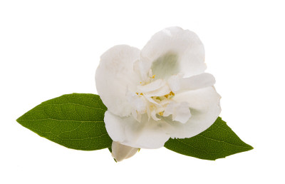 茉莉花孤立