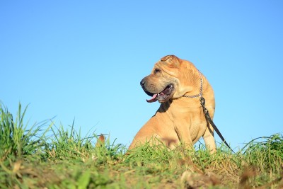 Sharpei