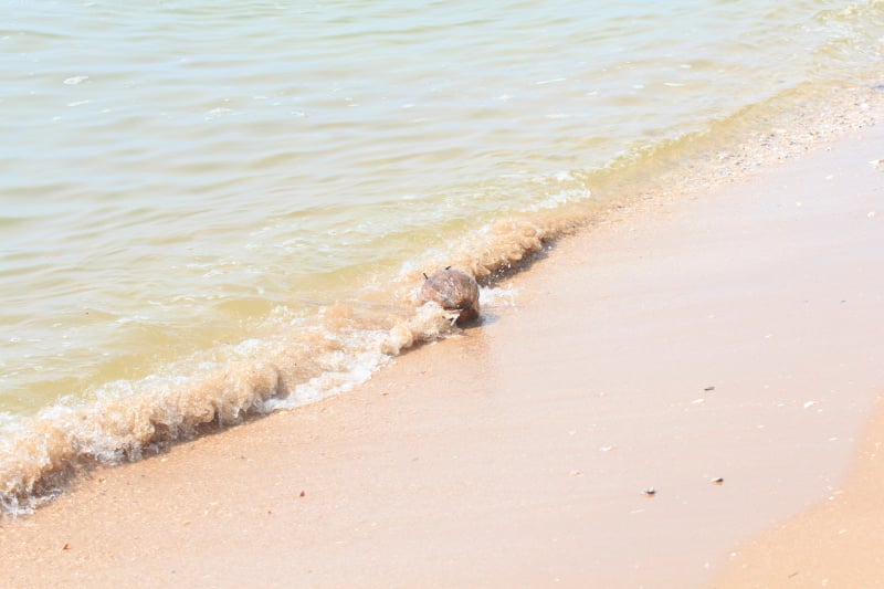 椰子(Cocos nucifera)漂浮在浅水