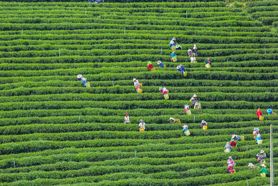 地点人工人打破茶叶