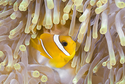 可爱的Anemonefish