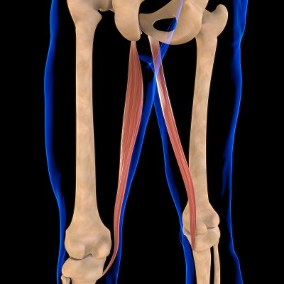 股薄肌解剖医学概念3D插图
