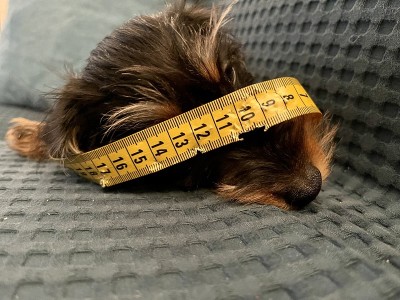 小卡宁臣腊肠在玩耍