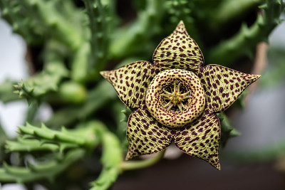 Stapelia variegata花