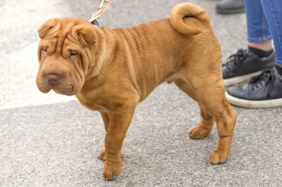 Sharpei狗特写