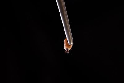 放大的tick和镊子
