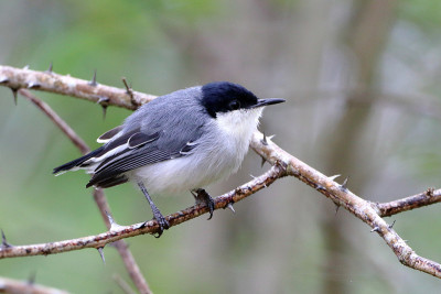 热带蚊蚋(Polioptila plumbea)栖息在树枝中间