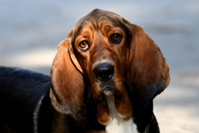 巴塞特猎犬