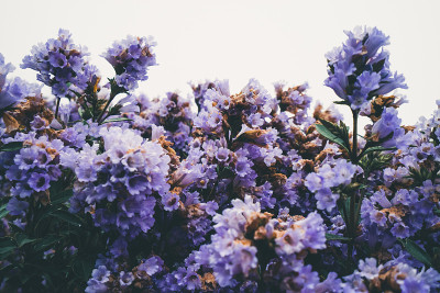 印度的Neelakurinji花