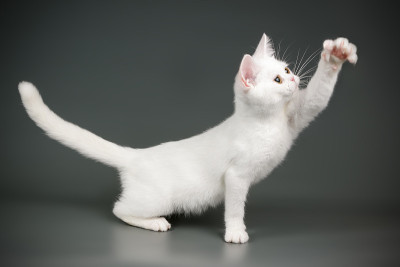 彩色背景上的美国短毛猫
