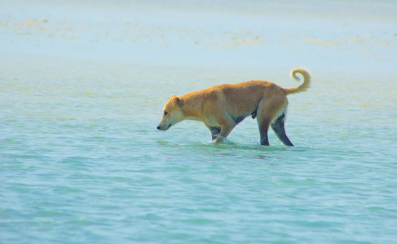 埃及红海，马萨阿拉姆海滩上闲逛的流浪狗