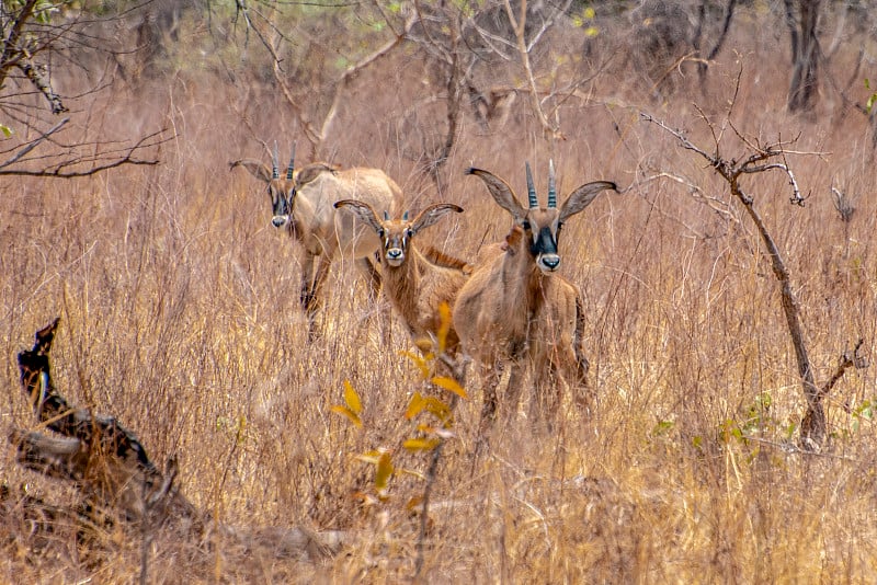 Roan antelope, Hippotragus equinus，草原羚羊，分布于非洲西部、中部