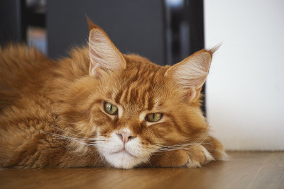 一只缅因猫躺在地板上