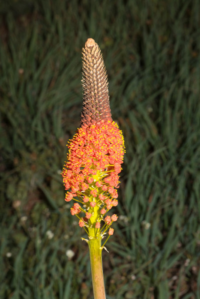 花的rooikatstert