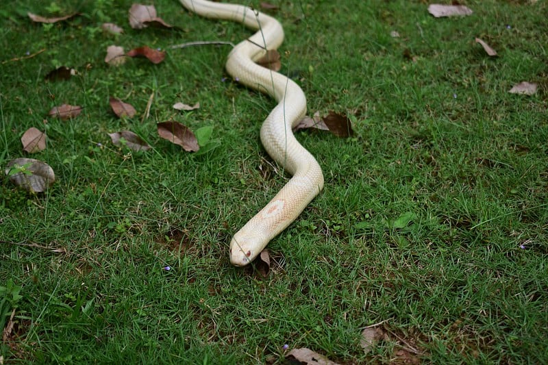 Cobra cub is found in southern Thailand.