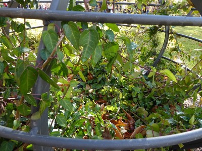 金属笼内植物