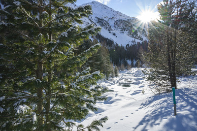 瑞士恩加丁格里森州彭特雷西纳的罗斯格河谷，雪景与落叶松森林