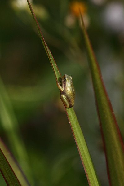 青蛙,金