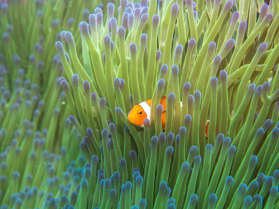 海葵鱼和海葵