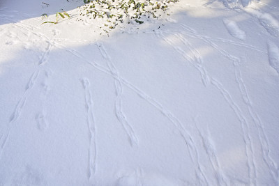 花园里的雪上有鸟的痕迹