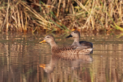 鸭鸭- Gadwall (Mareca strepera)。