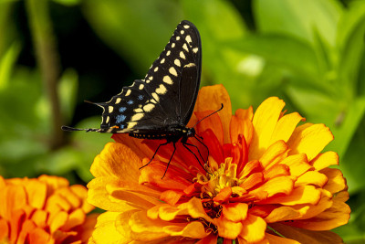 Papilio troilus，香料灌木燕尾蝶