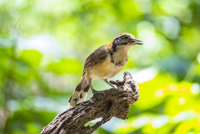 更大的民族laughingthrush