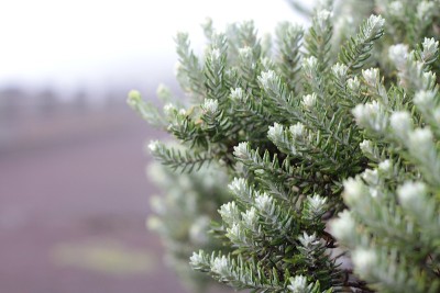 在火山Piton de la Fournaise的植被在清晨