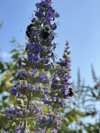 薰衣草花和蜜蜂