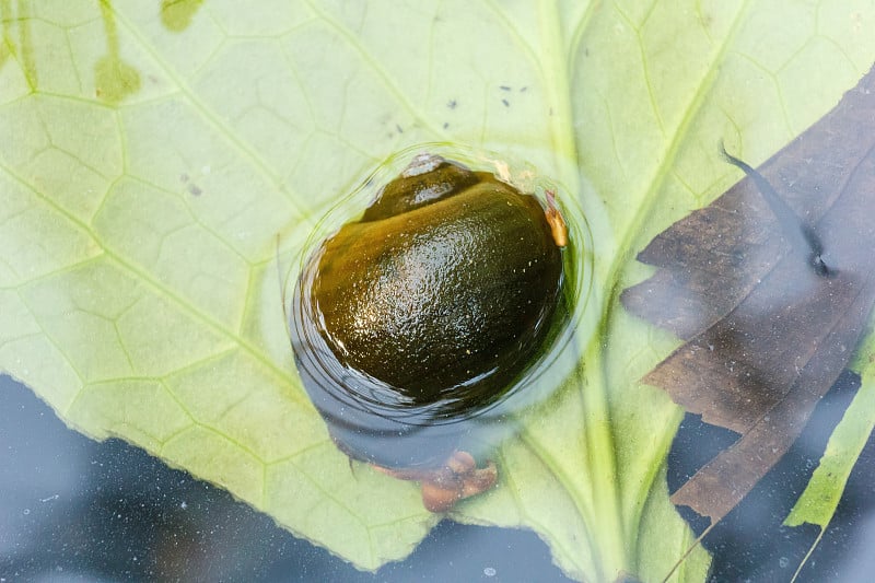 水里的苹果蜗牛。