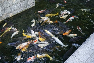 名古屋的鱼