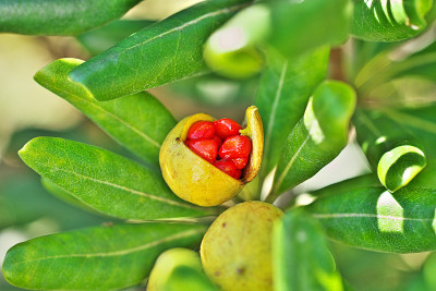 Pittosporum tobira