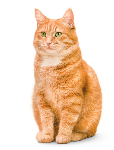 一个姜猫
