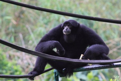 Siamang